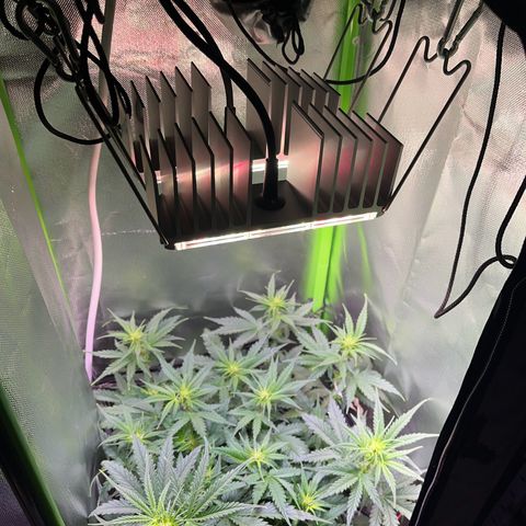 Tangie matic  growlog timeline photo