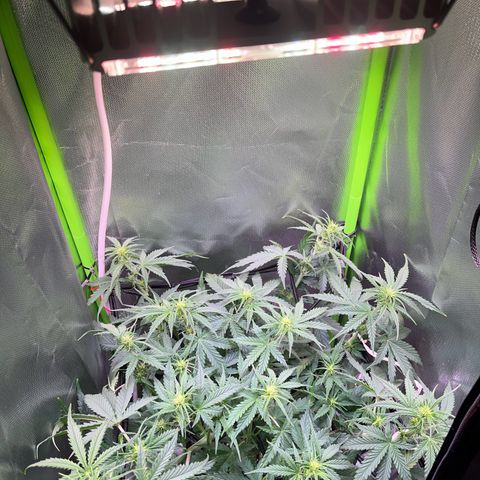 Tangie matic  growlog timeline photo