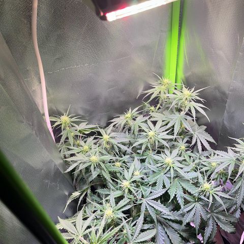 Tangie matic  growlog timeline photo