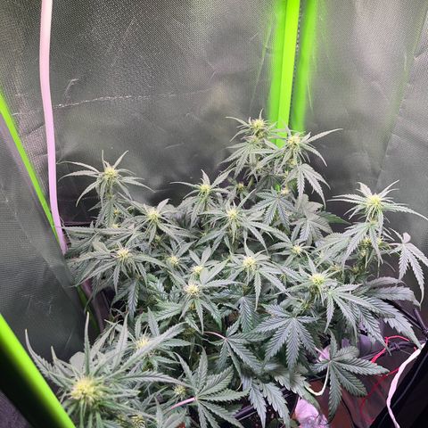 Tangie matic  growlog timeline photo
