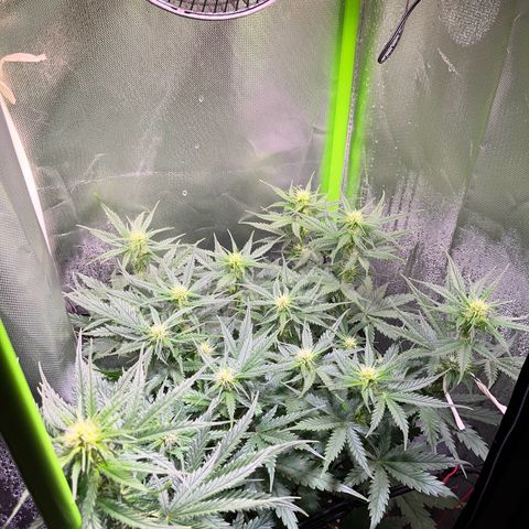 Tangie matic  growlog timeline photo