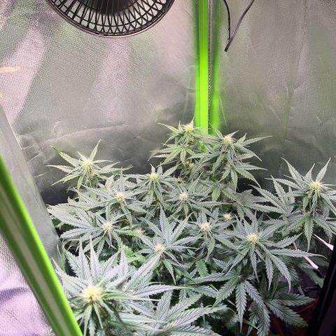 Tangie matic  growlog timeline photo