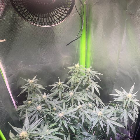 Tangie matic  growlog timeline photo