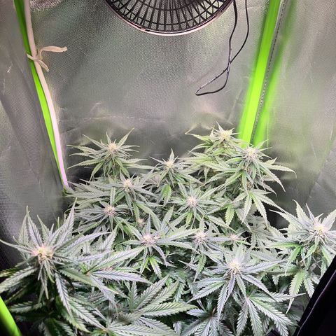 Tangie matic  growlog timeline photo