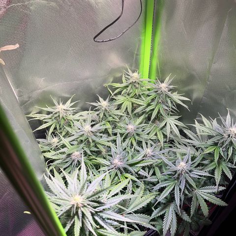 Tangie matic  growlog timeline photo