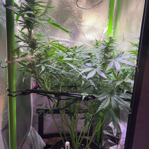 Tangie matic  growlog timeline photo