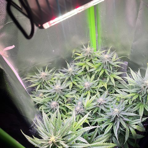Tangie matic  growlog timeline photo