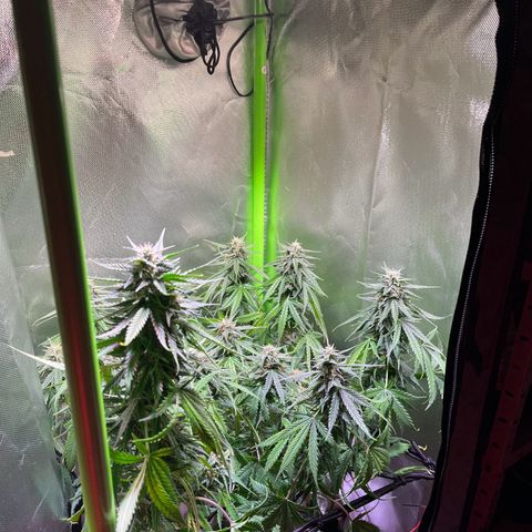 Tangie matic  growlog timeline photo