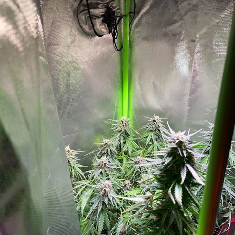 Tangie matic  growlog timeline photo