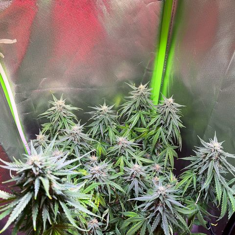 Tangie matic  growlog timeline photo