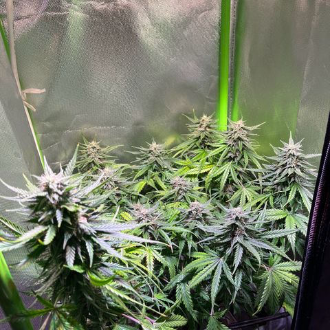 Tangie matic  growlog timeline photo