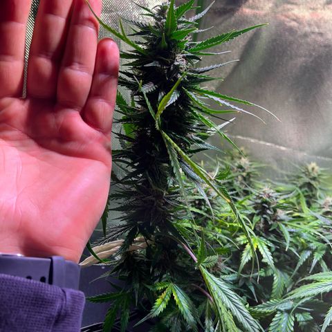 Tangie matic  growlog timeline photo