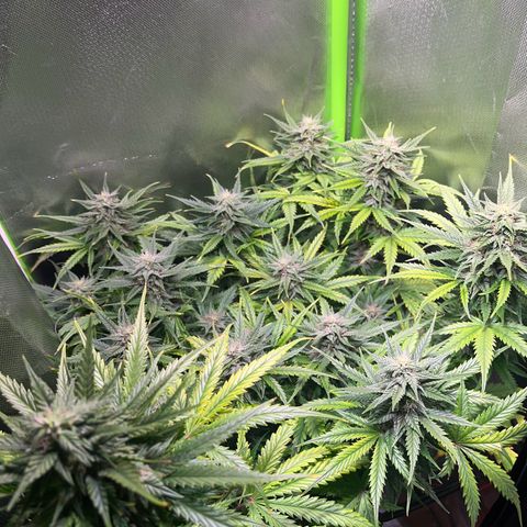 Tangie matic  growlog timeline photo