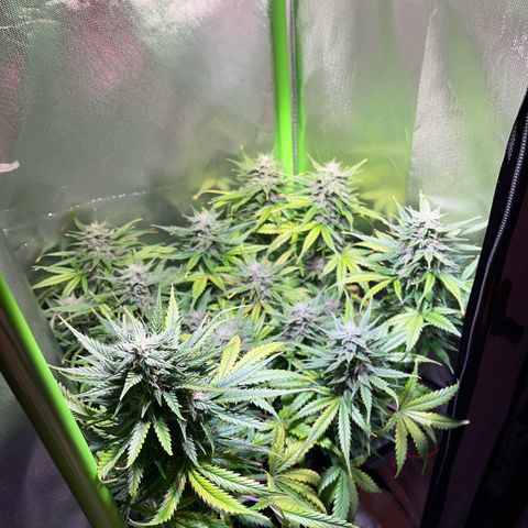 Tangie matic  growlog timeline photo