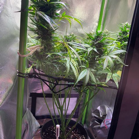 Tangie matic  growlog timeline photo