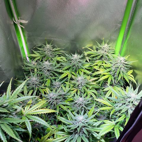 Tangie matic  growlog timeline photo