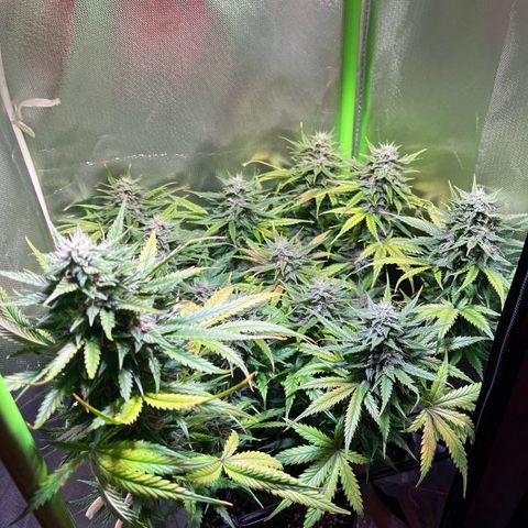 Tangie matic  growlog timeline photo