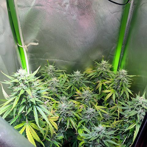 Tangie matic  growlog timeline photo