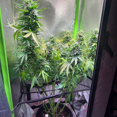 Tangie matic  growlog timeline photo