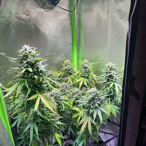 Tangie matic  growlog timeline photo