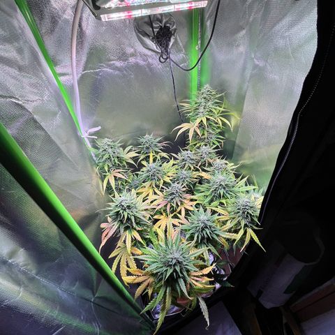 Tangie matic  growlog timeline photo