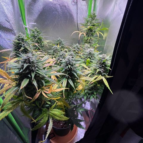 Tangie matic  growlog timeline photo