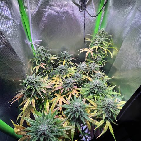 Tangie matic  growlog timeline photo