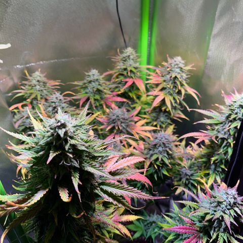 Tangie matic  growlog timeline photo