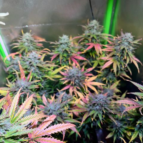 Tangie matic  growlog timeline photo