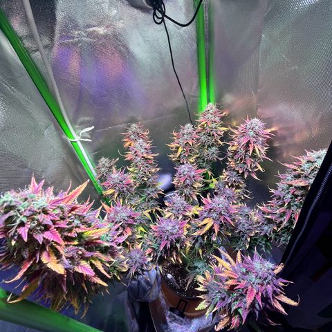 Tangie matic  growlog timeline photo