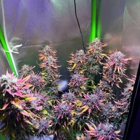 Tangie matic  growlog timeline photo