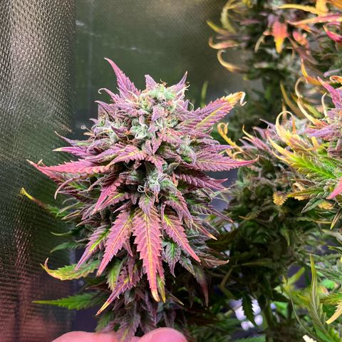 Tangie matic  growlog timeline photo