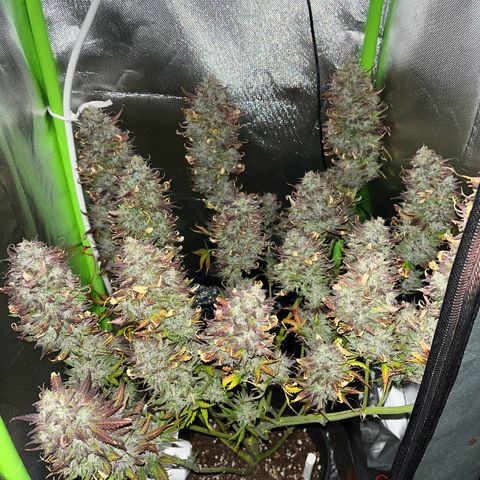 Tangie matic  growlog photo: Oggi spengo le luci per 2 giorni 