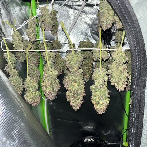 Tangie matic  growlog timeline photo