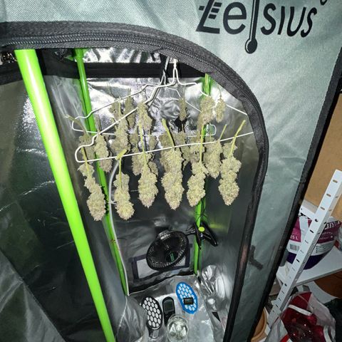 Tangie matic  growlog timeline photo