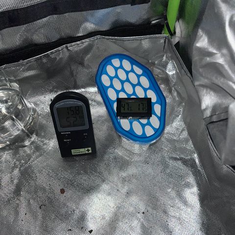 Tangie matic  growlog timeline photo