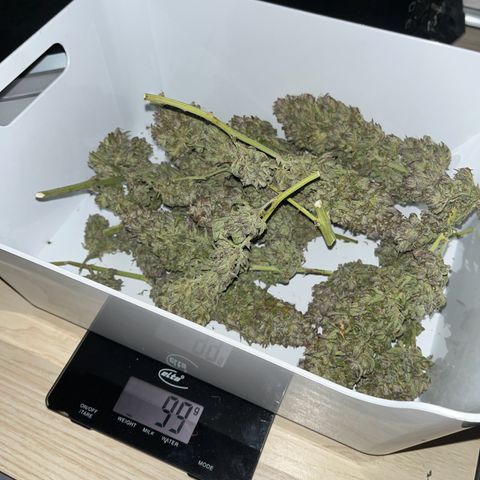 Tangie matic  growlog timeline photo