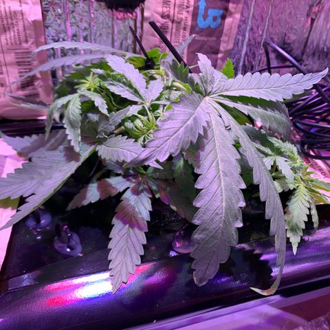 Bubblelicious growlog photo: 2 days after topping. Started LST today with cable ties. 