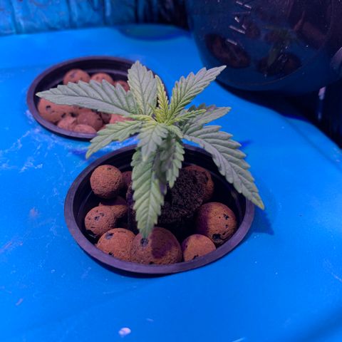 Bubblelicious growlog photo: Looking good!