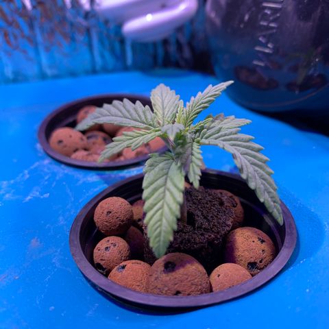 Bubblelicious growlog photo: Looking good!