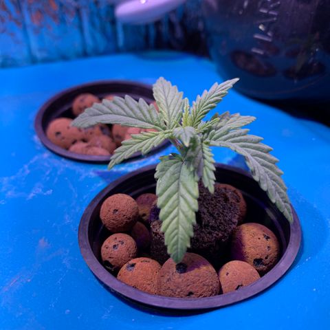 Bubblelicious growlog photo: Looking good!