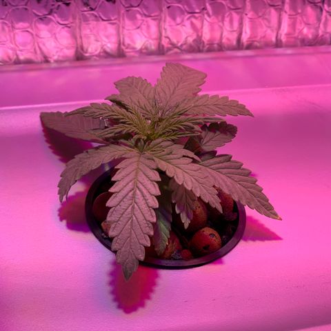 Bubblelicious growlog timeline photo
