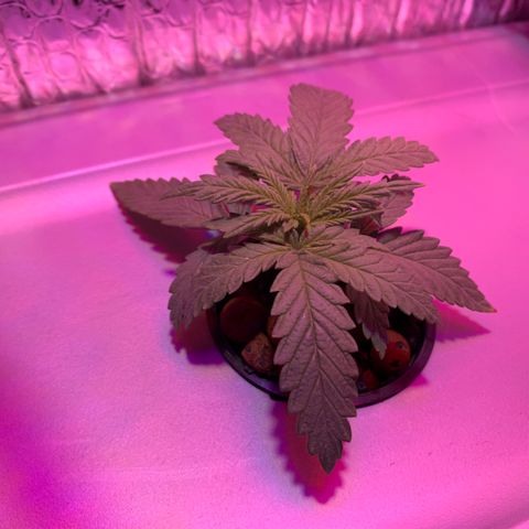 Bubblelicious growlog timeline photo