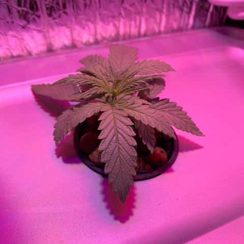 Bubblelicious growlog timeline photo