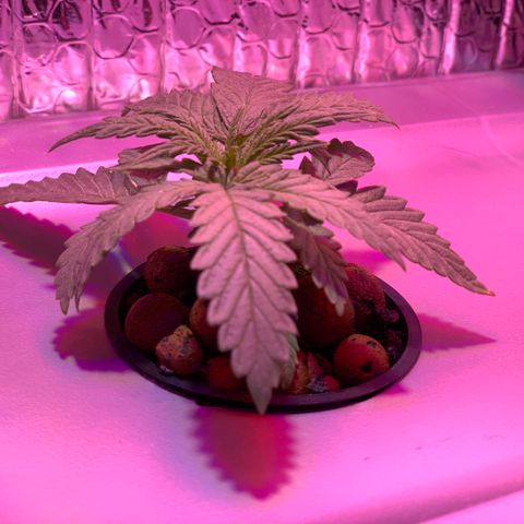 Bubblelicious growlog timeline photo