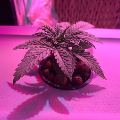 Bubblelicious growlog timeline photo