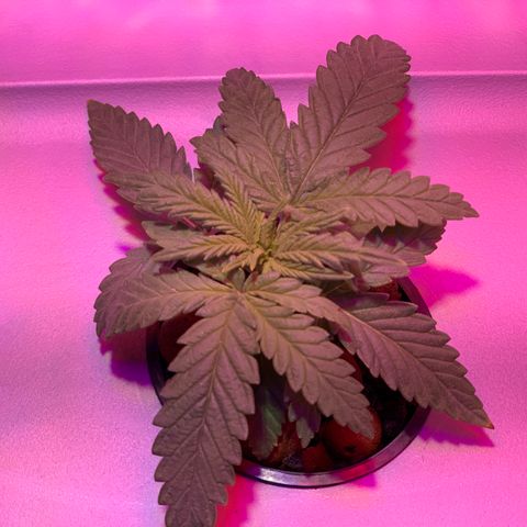 Bubblelicious growlog timeline photo