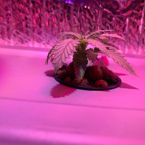 Bubblelicious growlog timeline photo