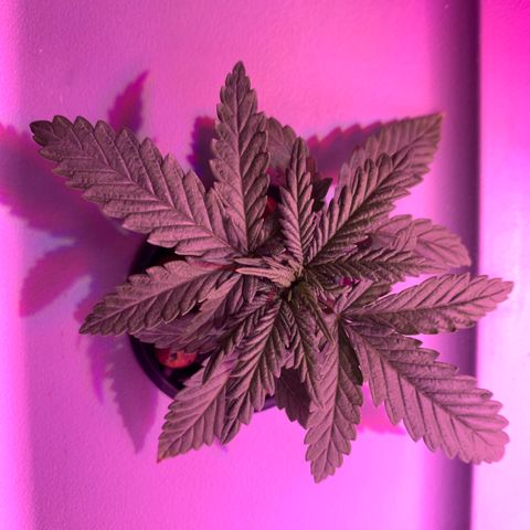 Bubblelicious growlog timeline photo