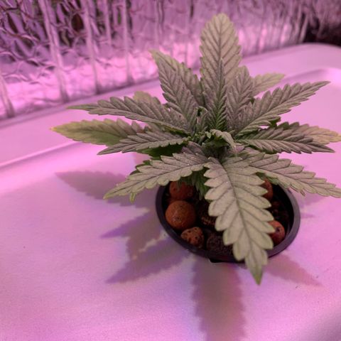 Bubblelicious growlog photo: Slight yellowing on tips. Dialed nutrients down.